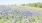 a field of purple flowers
